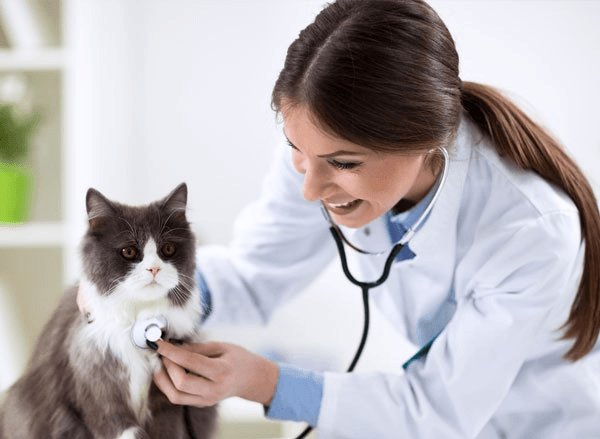 Persian Cat With Veterinarian Doctor— Drive, Dallas, TX — Smith Animal Clinic