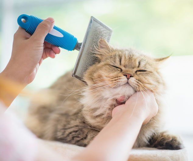 Woman Using a Comb Brush the Persian Cat — Drive, Dallas, TX — Smith Animal Clinic