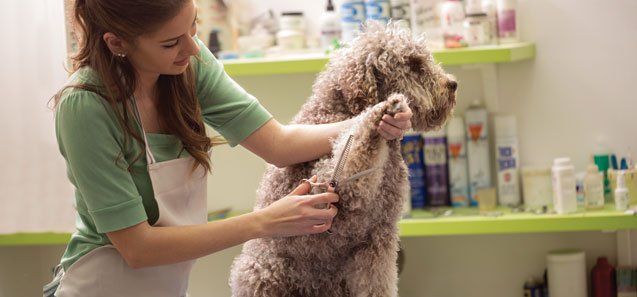 Groomer is Cutting a Dog Hair — Drive, Dallas, TX — Smith Animal Clinic