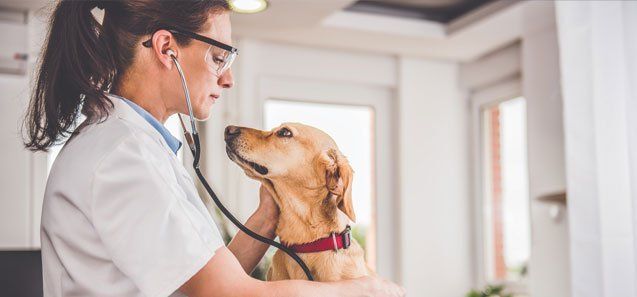 Veterinarian Examining Dog — Drive, Dallas, TX — Smith Animal Clinic Veterinarian Examining Dog — Drive, Dallas, TX — Smith Animal Clinic