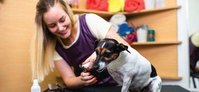 Grooming Salon — Drive, Dallas, TX — Smith Animal Clinic