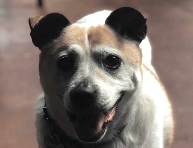 Vet Doctor Checking Eyes— Drive, Dallas, TX — Smith Animal Clinic