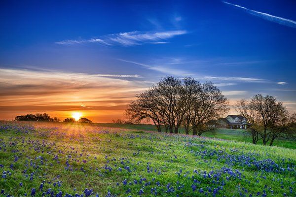 texas bluebonnet field at sunrise