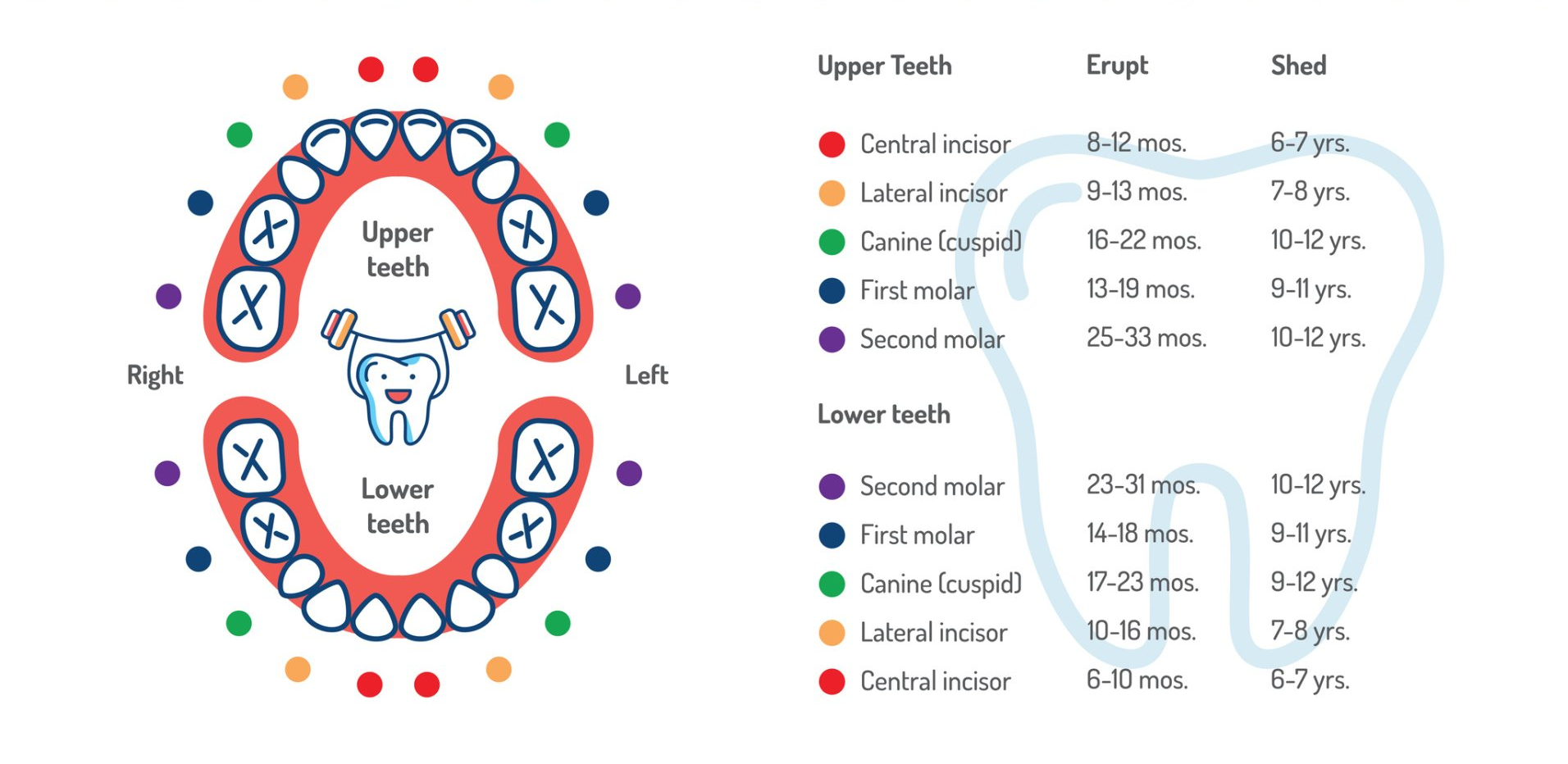 Diagram of baby teeth: color-coded tooth chart with eruption ages; upper and lower teeth displayed.