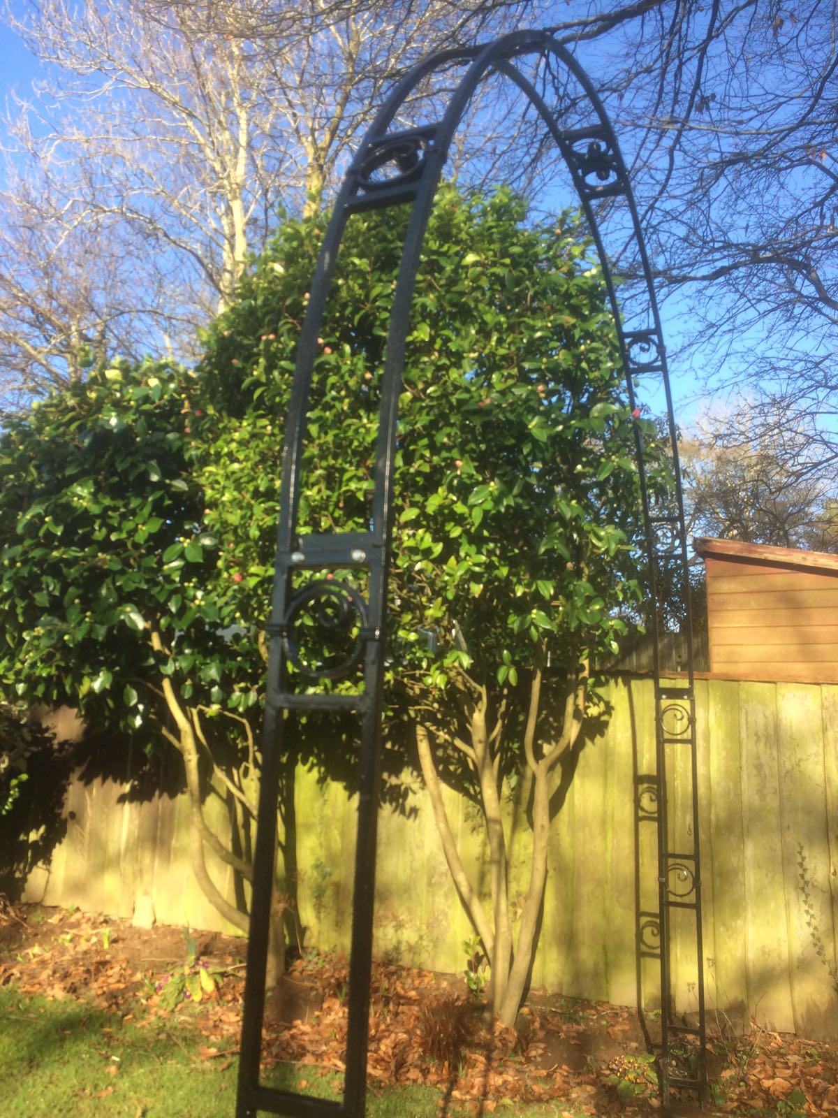 trees in a garden