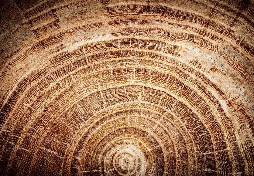 sezione tronco di un albero