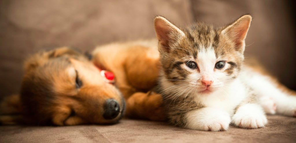 Pet Friendly | Del Oro on Broadway