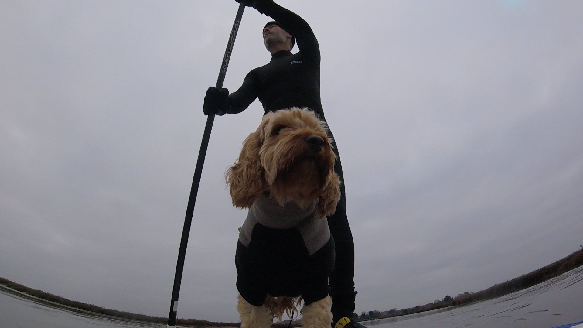 Paddle boarding with Betty the cockapoo in Burnham Overy Staithe on the North Norfolk Coast