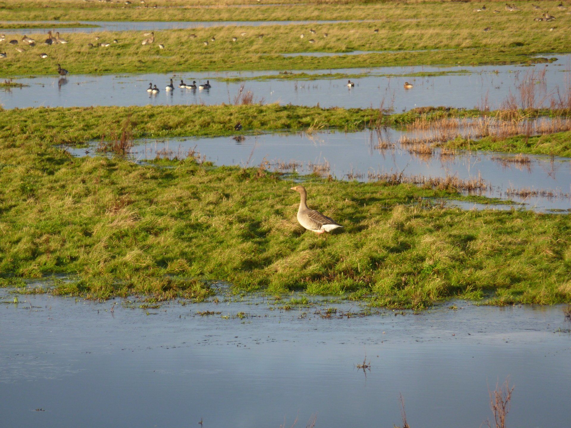 Pink foot geese seen while paddle boarding in Burnham overy staithe