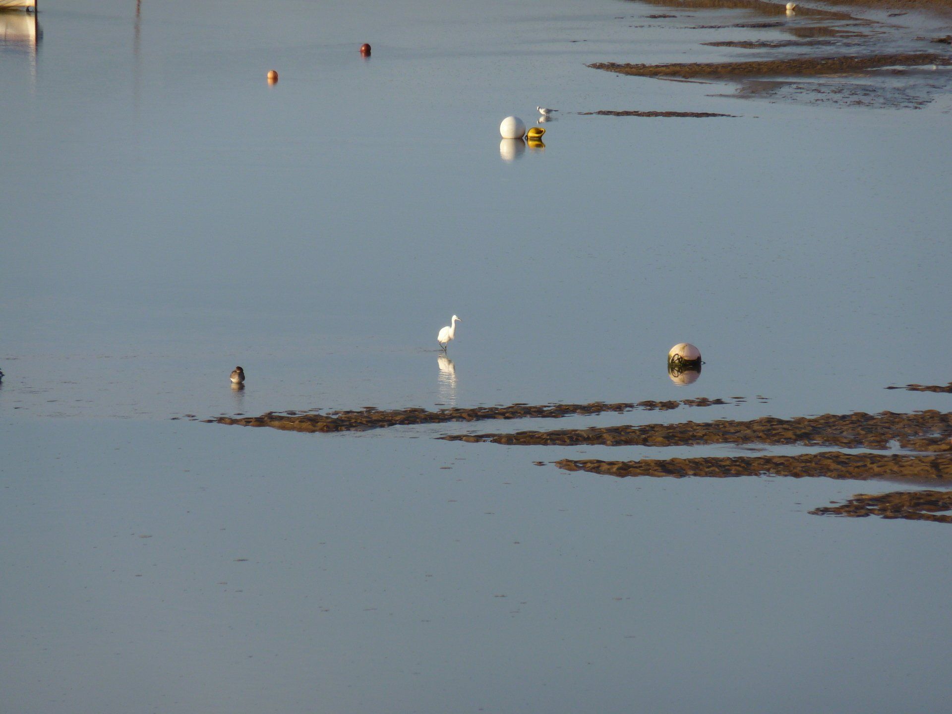 Paddle boarding in Burnham Overy Staithe