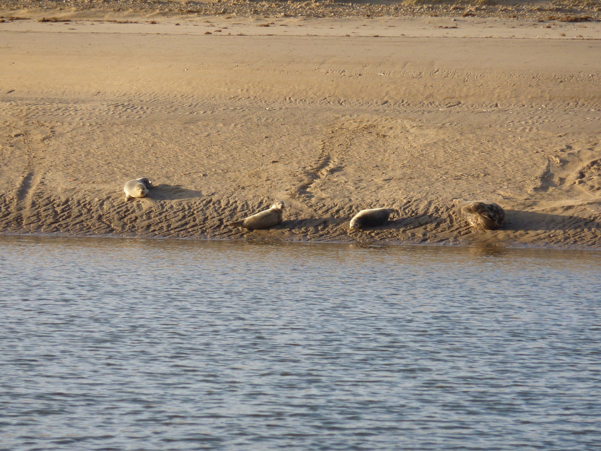 Seals on Scolt Head Island
