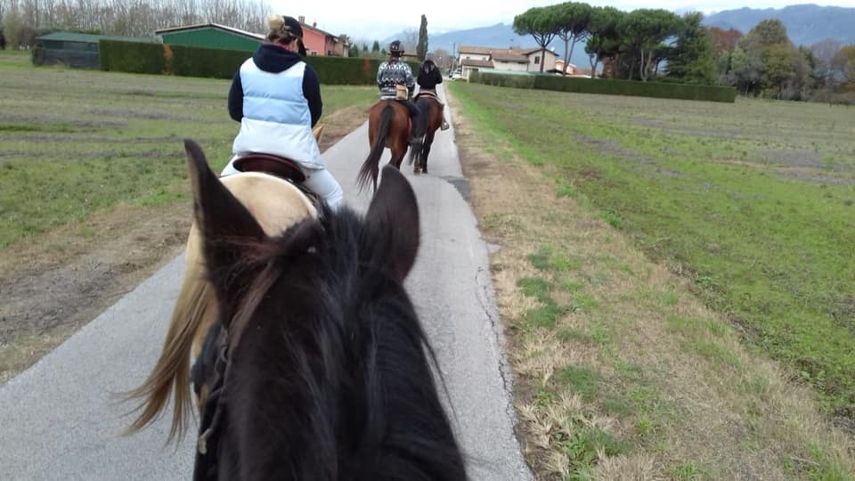 cavallino bianco maneggio