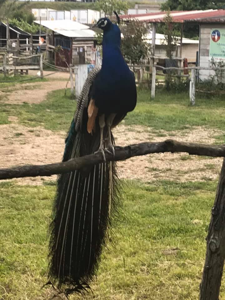 il pavonr