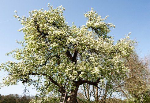 Ongediertebestrijding De Betuwe
