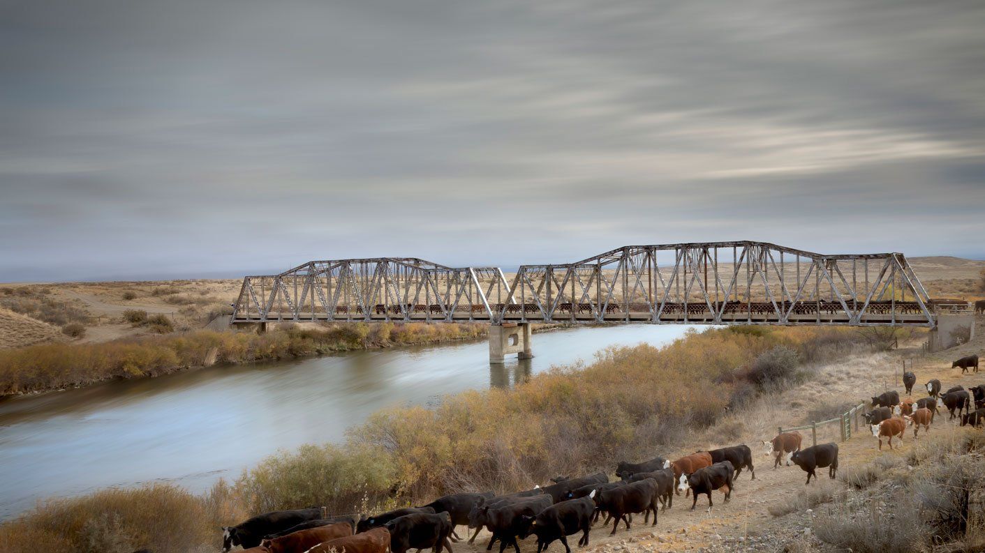 Laura cows at govt bridge — Casper, WY — Chapman, Valdez, & Lansing