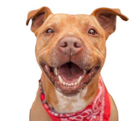Smiling tan pit bull wearing a red bandana.