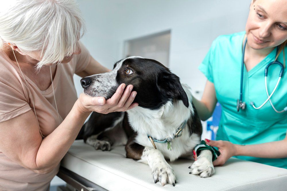 Senior and Veterinarian Looking to A Dog — St. Leonard, MD — Interlude the Pet Resort & Spa