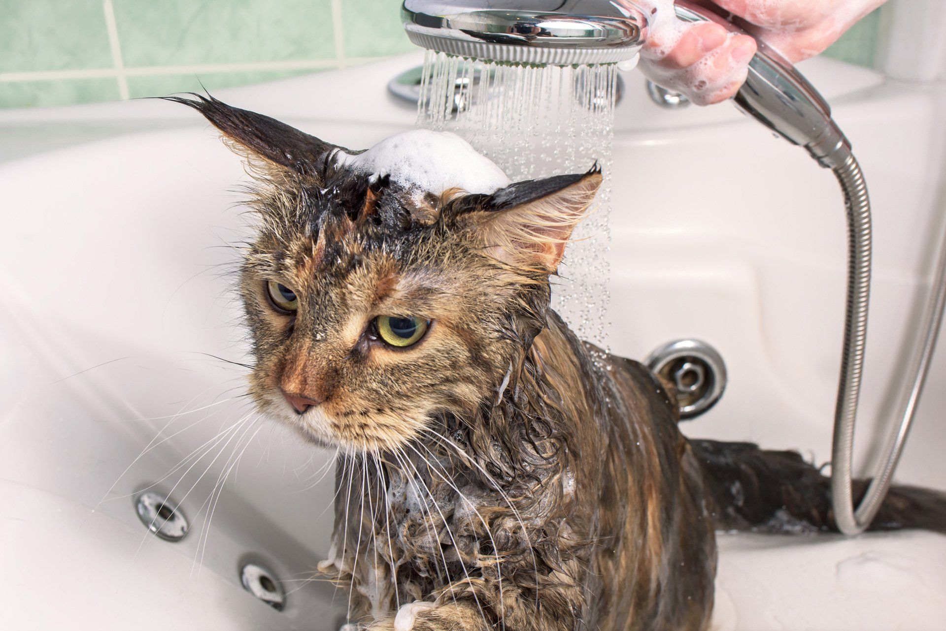 Cat Taking Bath Tab — St. Leonard, MD — Interlude the Pet Resort & Spa