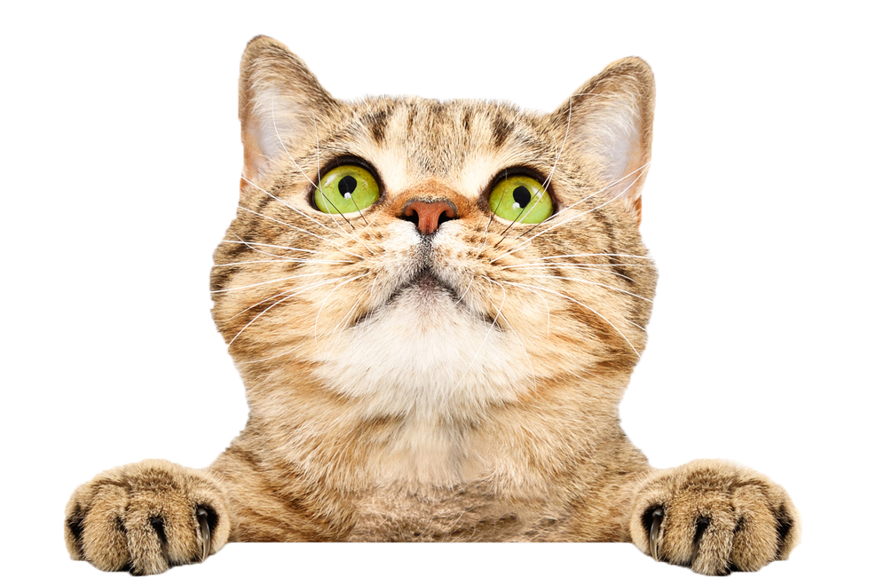 Tabby cat looking up, green eyes, holding onto the bottom of the image.