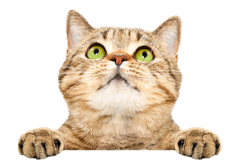 Tabby cat looking up, green eyes, holding onto the bottom of the image.