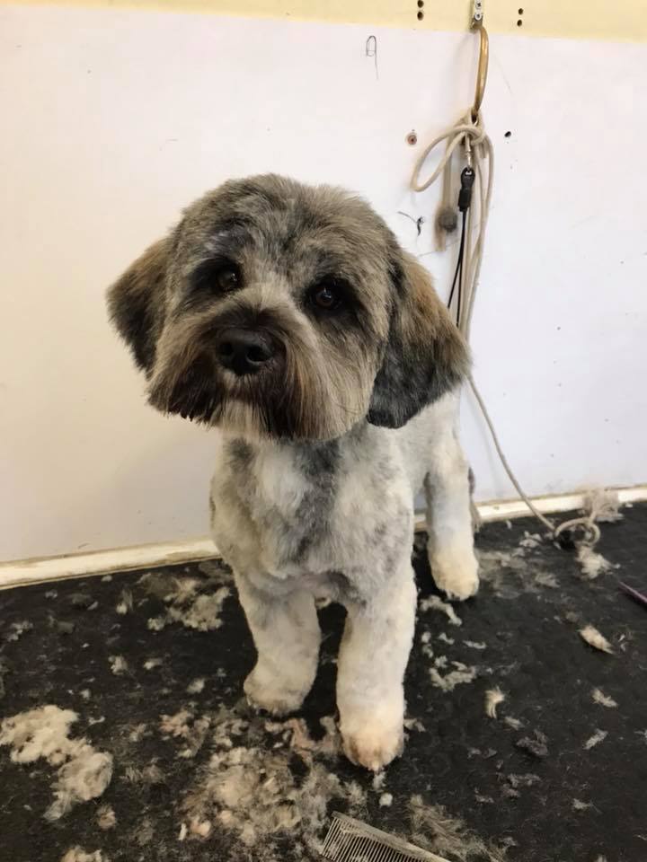 Puppy 2