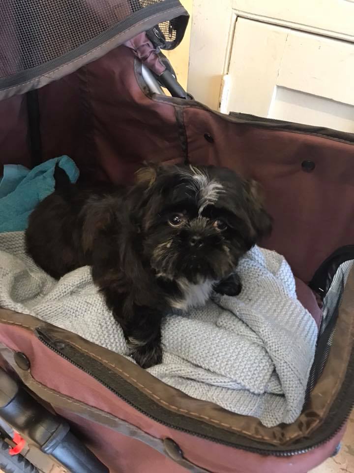Puppy 3