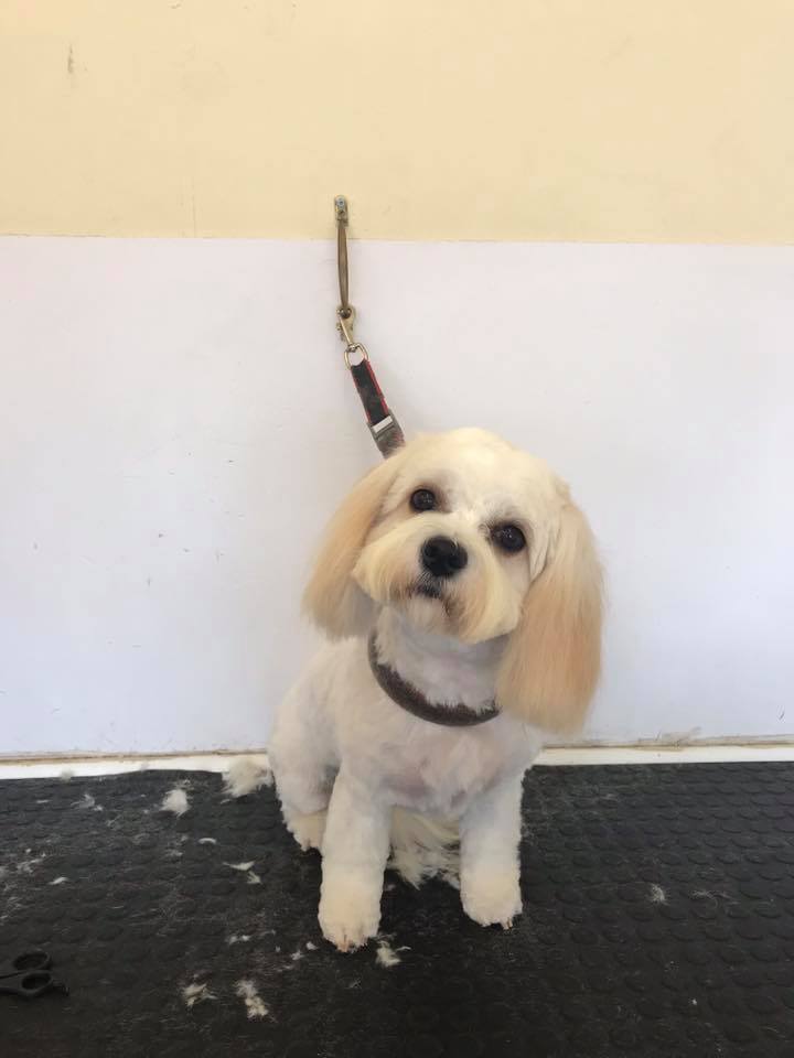 Puppy 8