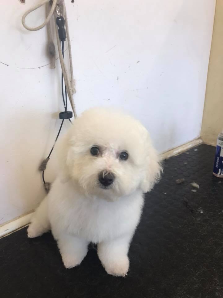 Puppy 9