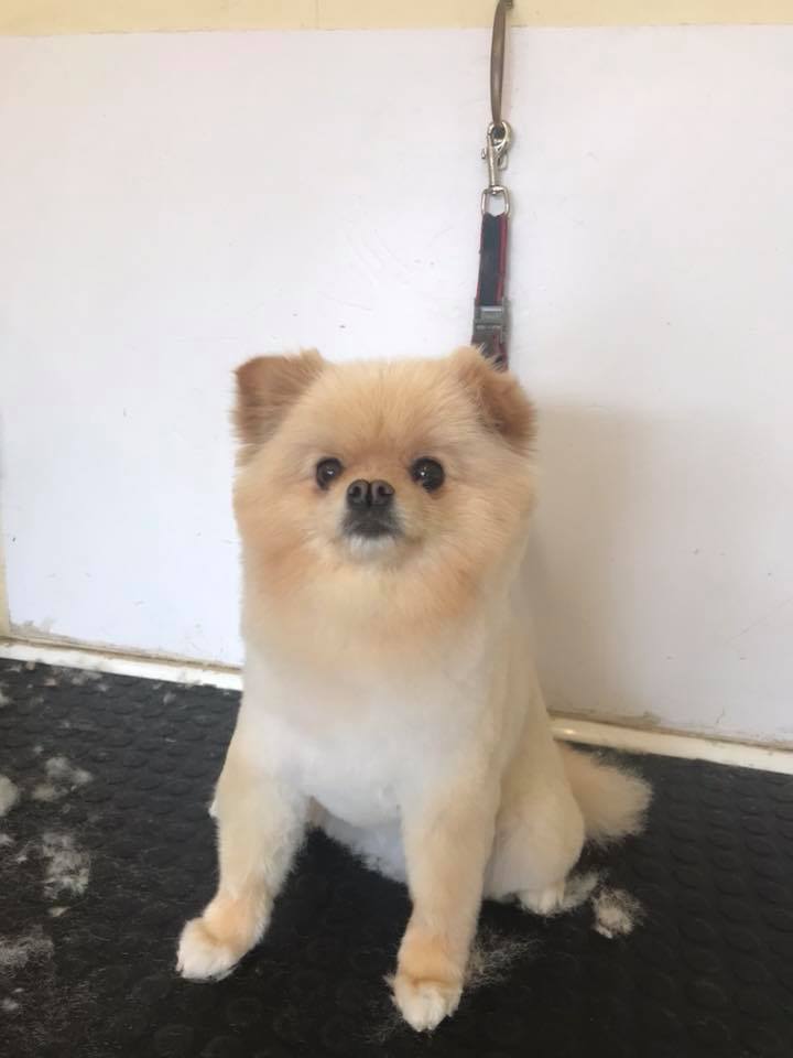 Puppy 11