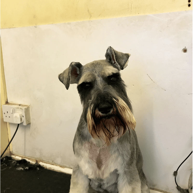 Puppy 14