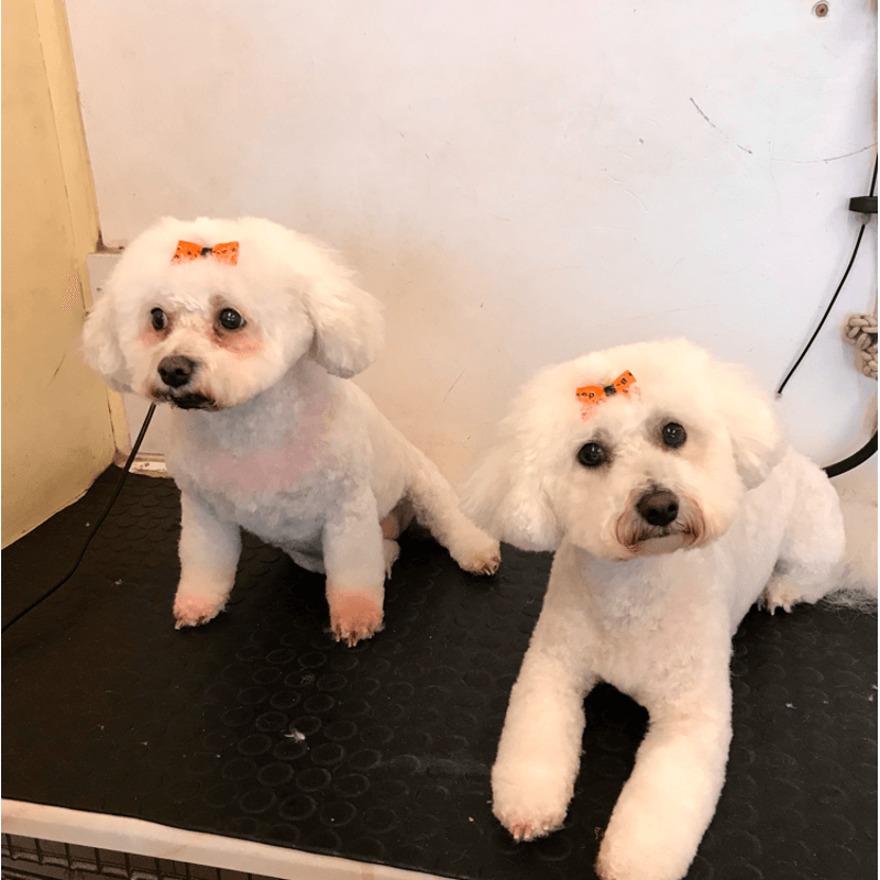 Puppy 15