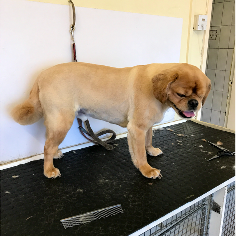 Grooming 1b