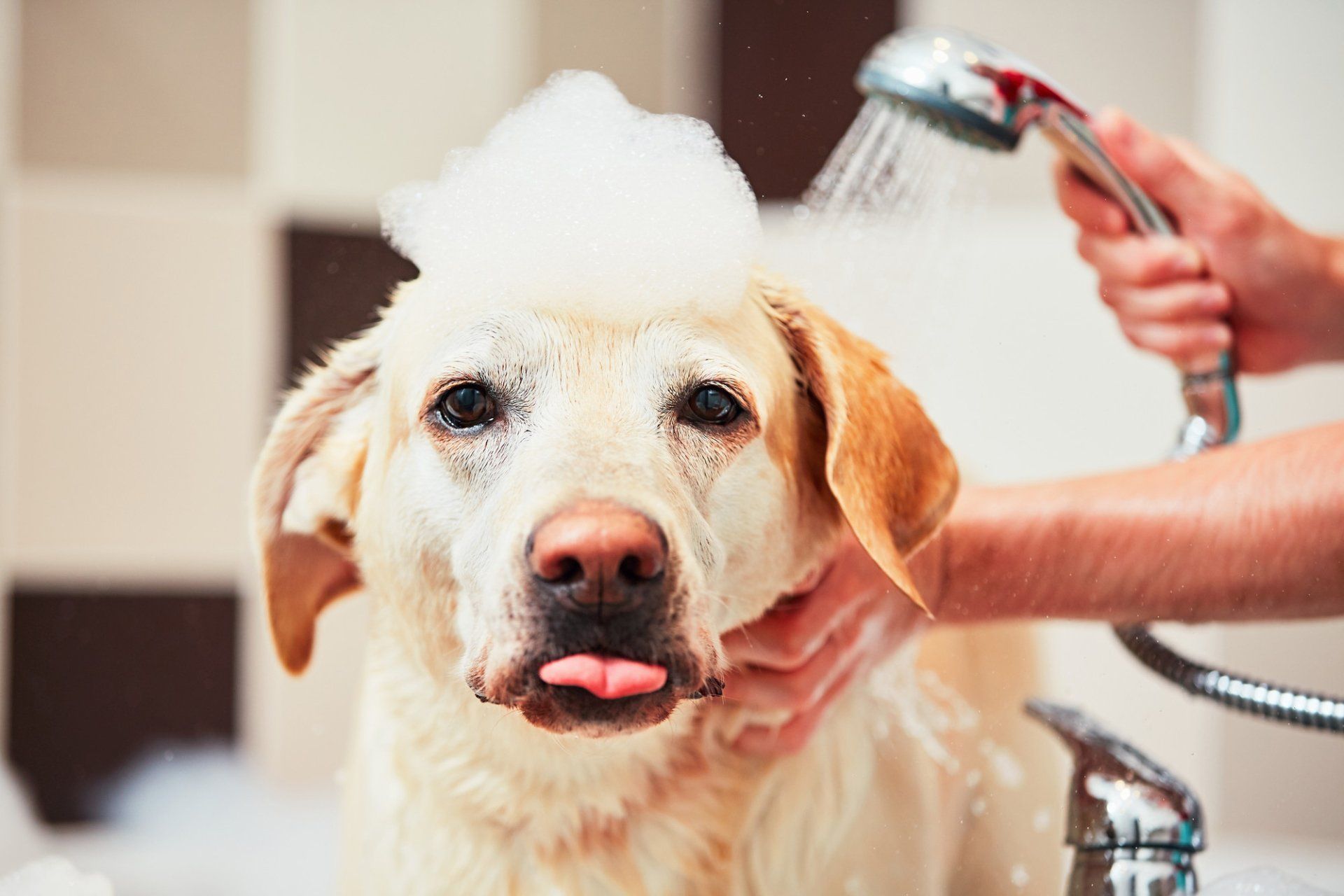 dog groomer