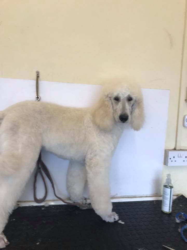 Puppy 16