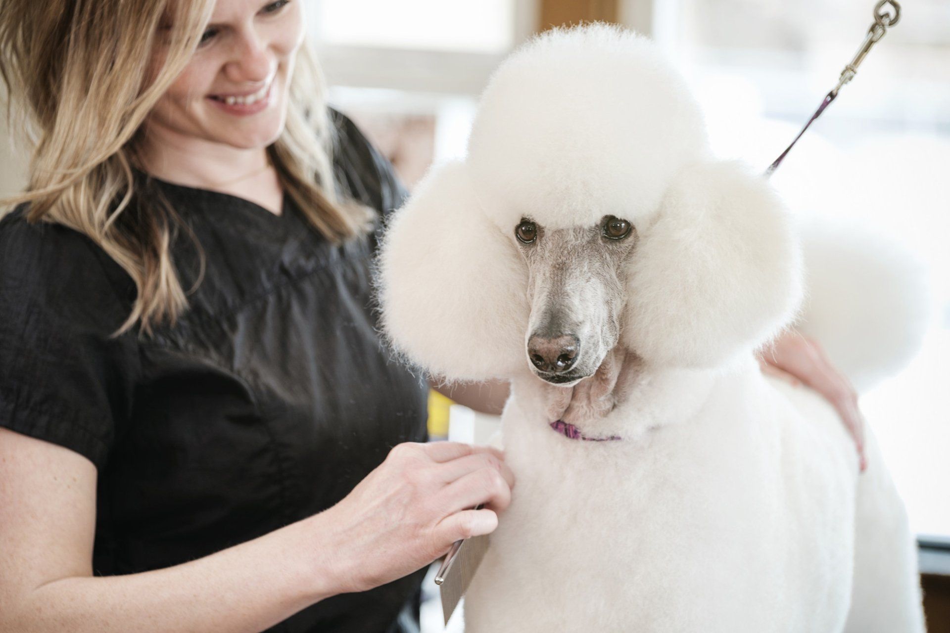 dog
