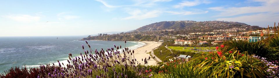 Wildflowers at the Southern California coastline