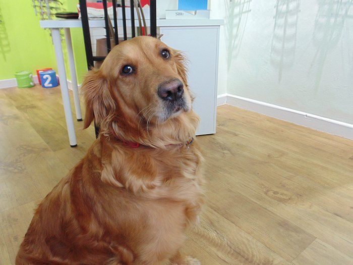 dog