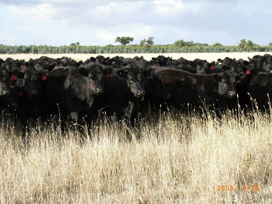 herd of cows
