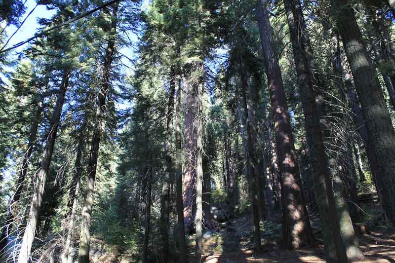Sequoia tree with overgrowth
