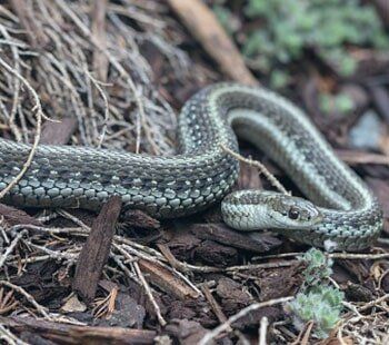 Wild Snake in Spring, MD Wild Snake in Spring, MD