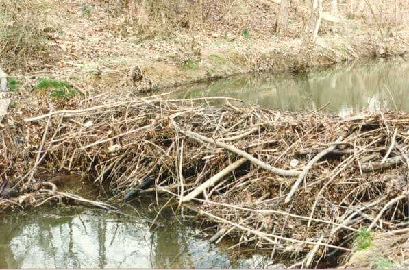 beaverdam in Spring, MD