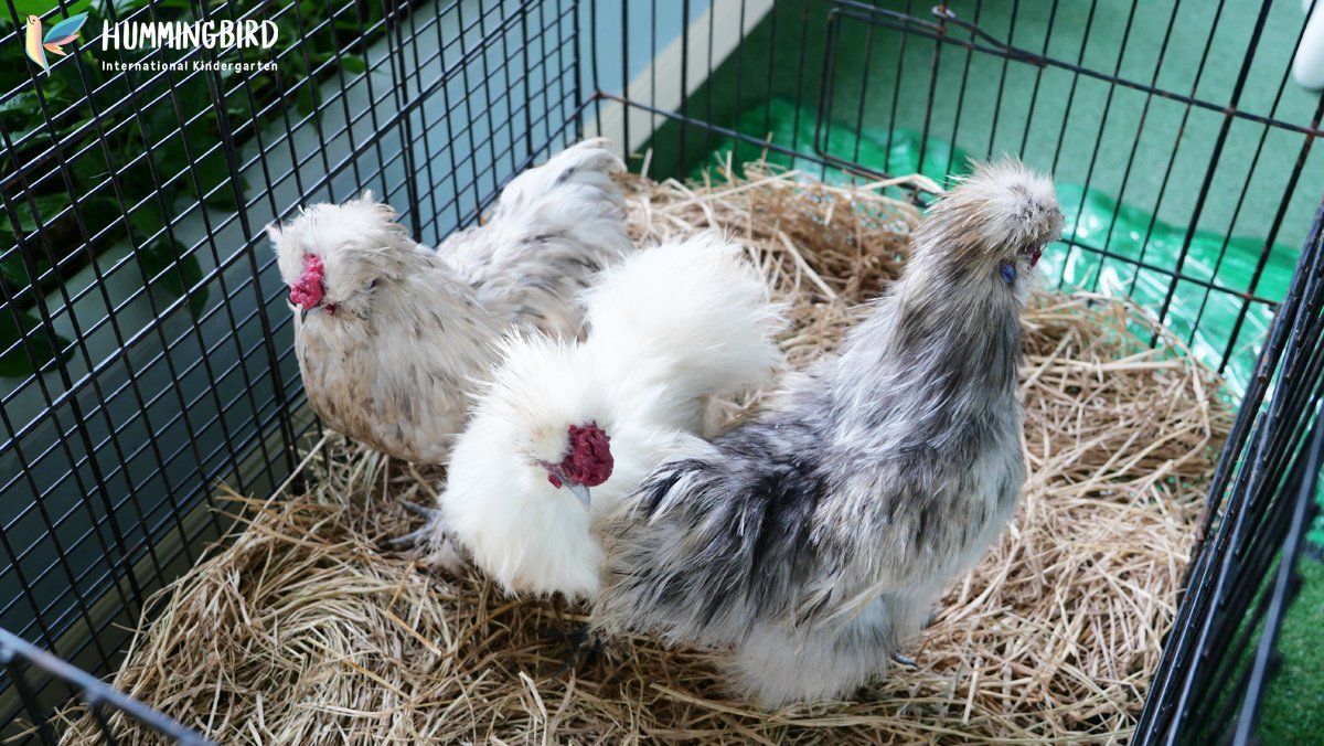 Three chickens are sitting on top of a pile of hay in a cage.