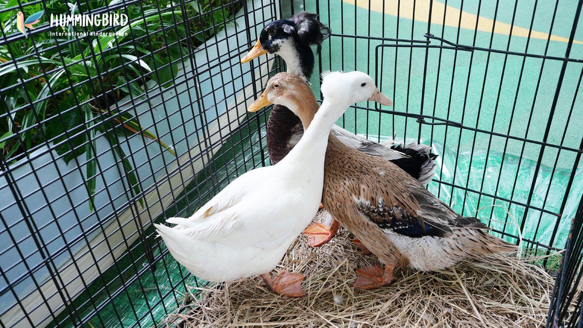 Three ducks are standing next to each other in a cage.