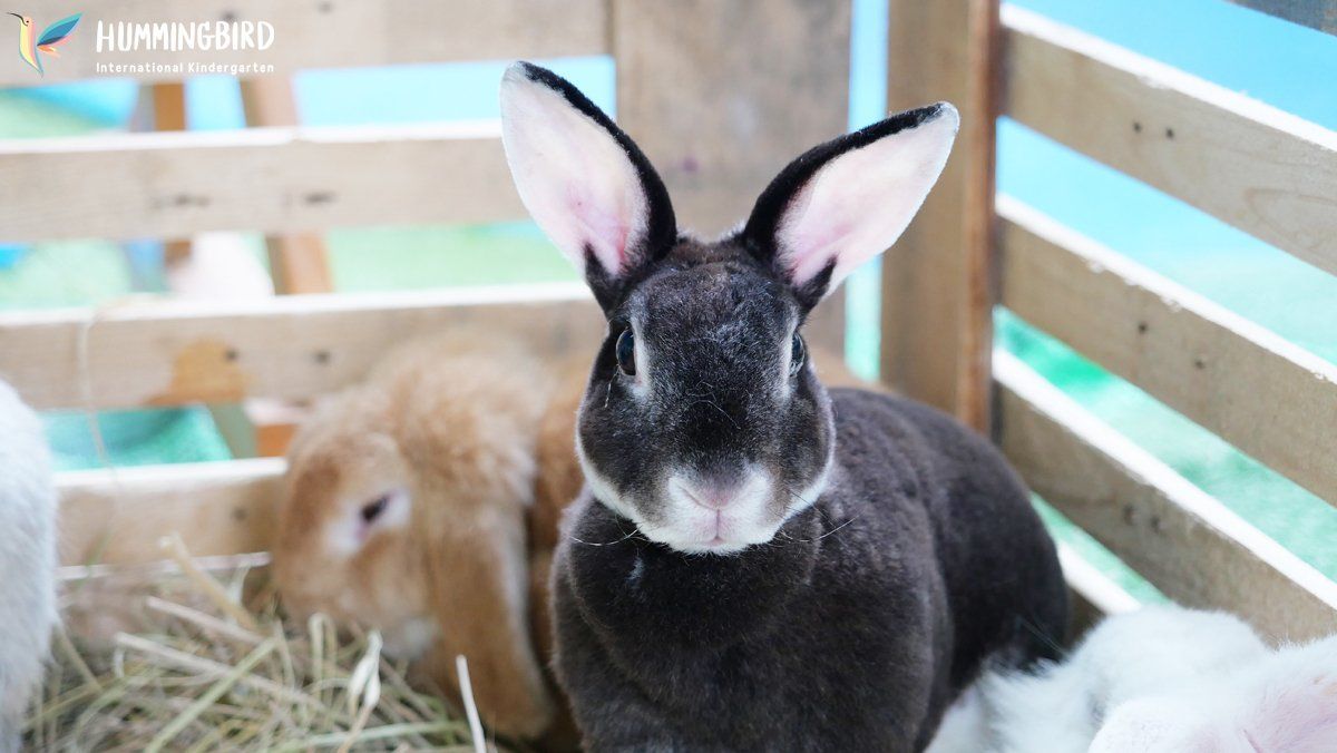 A black and white rabbit is sitting in a wooden cage.