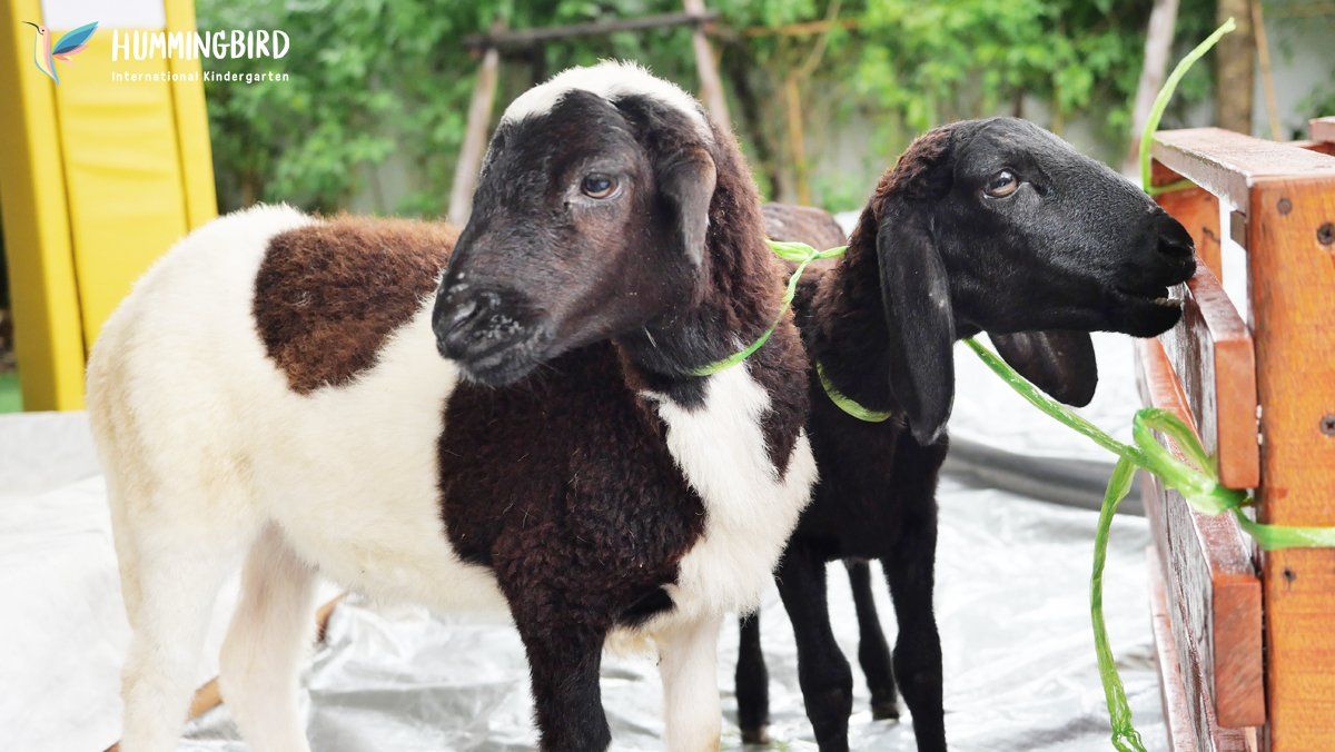 Two goats are standing next to each other in a pen.