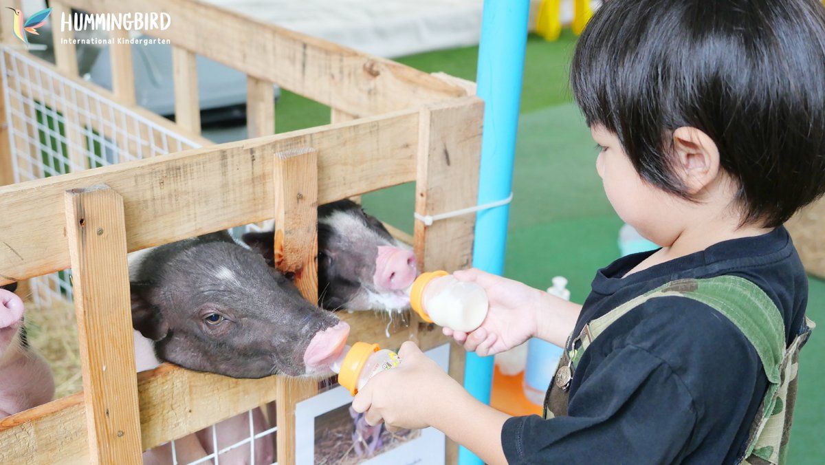 A little boy is feeding two pigs from a bottle.