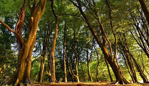 Tall trees — Louisville, KY — Dave's Tree Surgeons