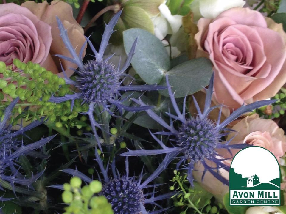 Avon Mill Garden Centre near Pennymoor Caravan and Camping park, Modbury