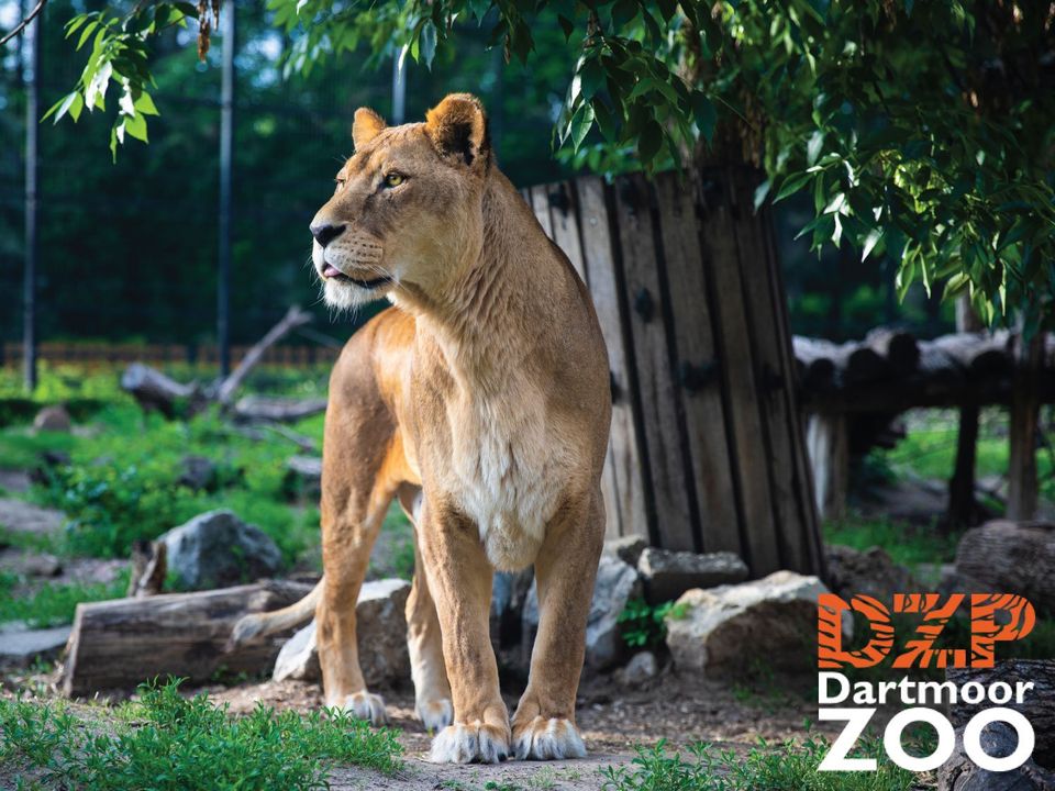 Dartmoor Zoo near Pennymoor Caravan and Camping park, Modbury