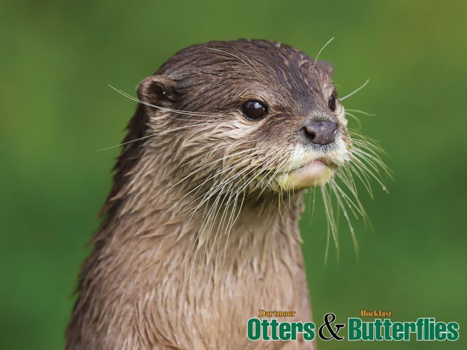 Buckfastleigh Otter and Butterfly Park near Pennymoor Caravan and Camping park, Modbury